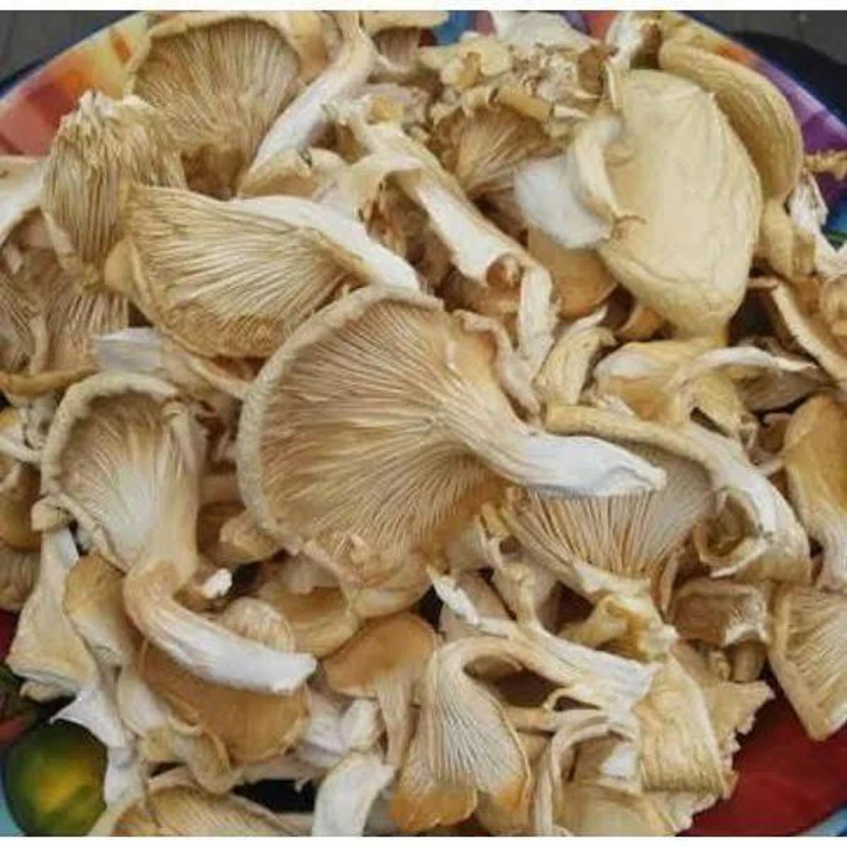 dry mushrooms