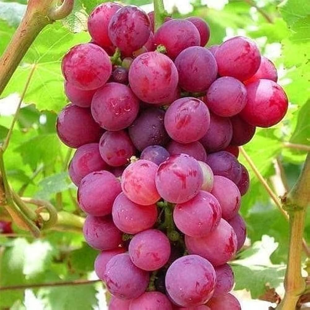 Red Grape/লাল আঙ্গুর