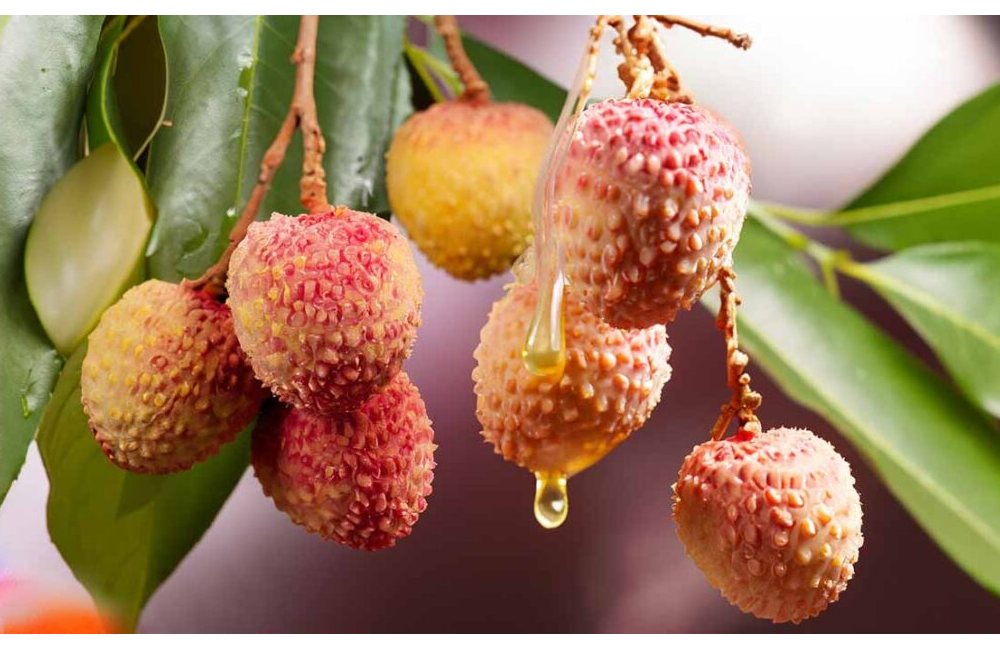 লিচু ফুলের মধু