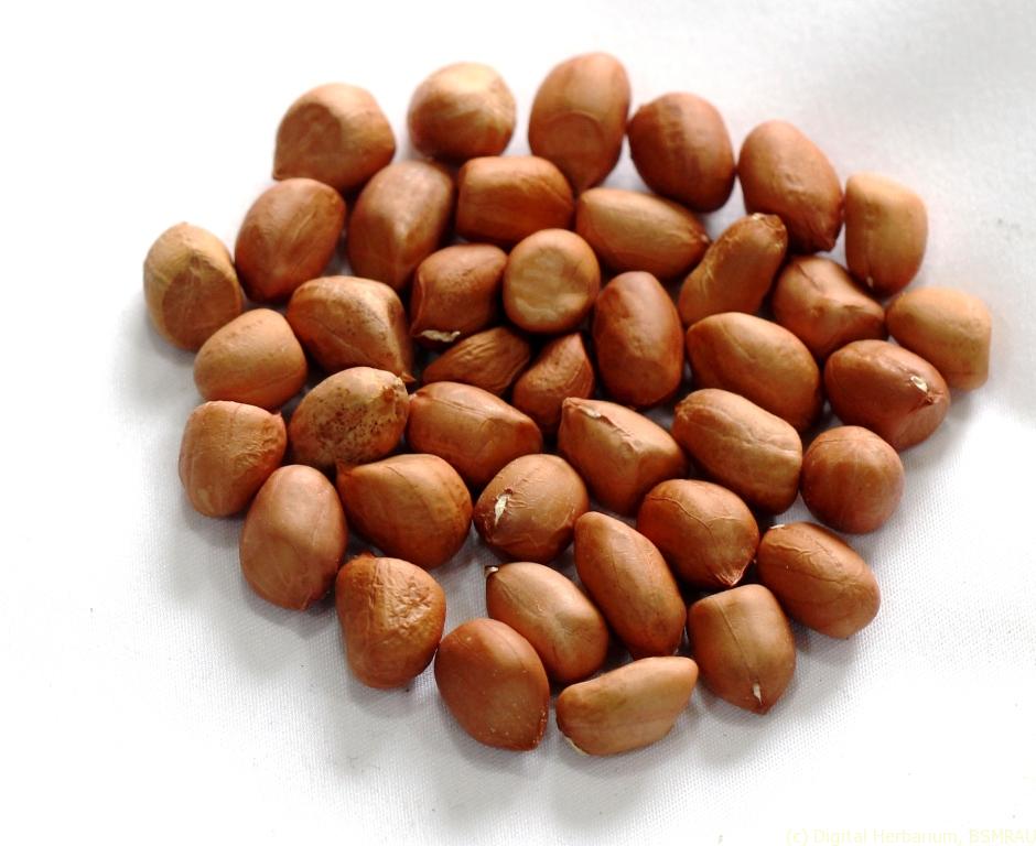 Raw Cina badam/Kacha Cina badam